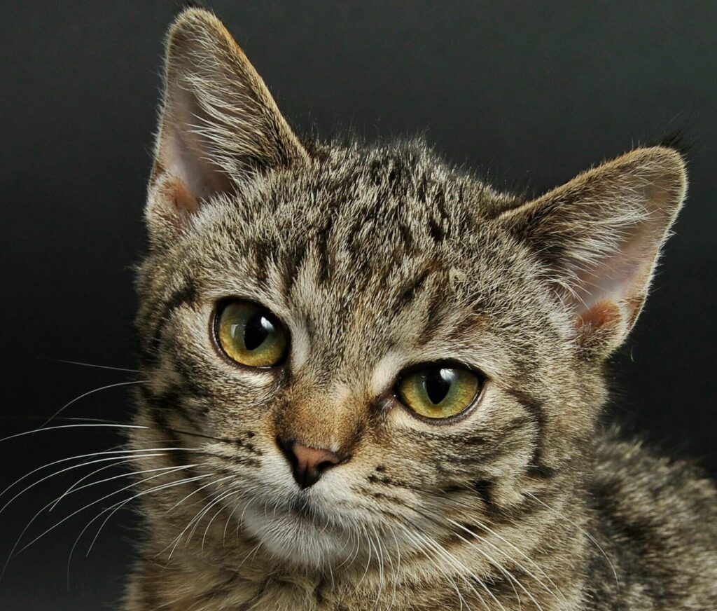 pexels-wojciech-kumpicki-1084687-2071882