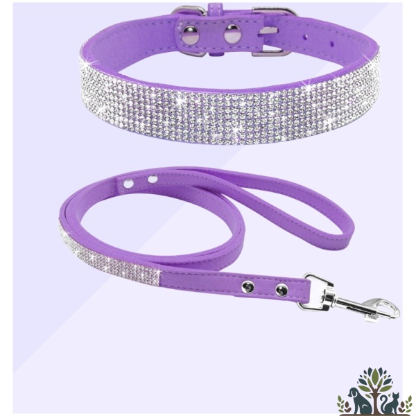 קולר ורצועה בצבע סגול