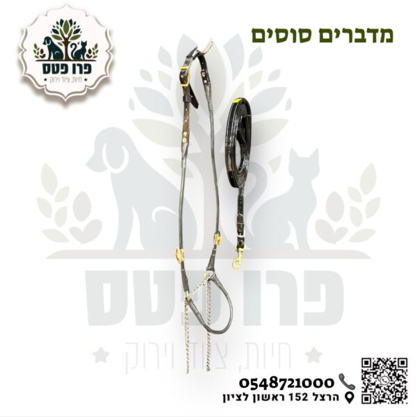 ראשיית תצוגה לסוס הערבי